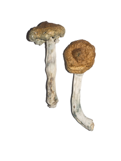 Buy Vietnamese Magic Mushrooms